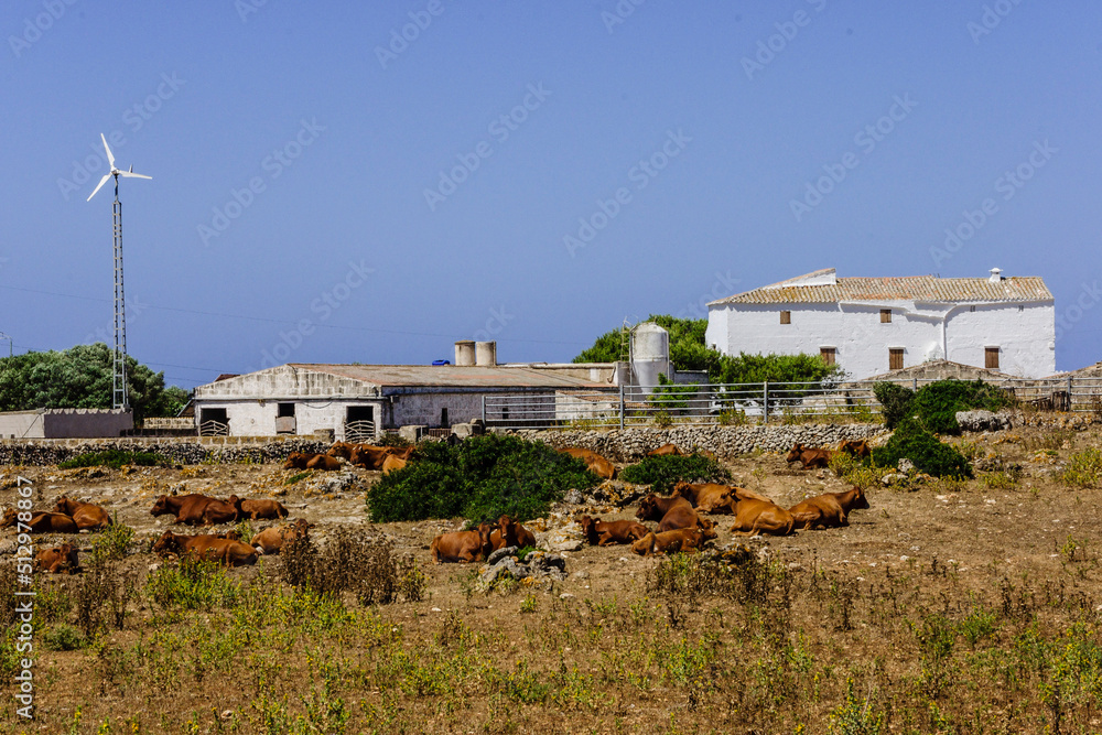 Vacas de raza menorquina, finca Es Tudons, Ciutadella, Menorca, Islas Baleares, españa, europa Vacas de raza menorquina, finca Es Tudons, Ciutadella, Menorca, Islas Baleares, españa, europa