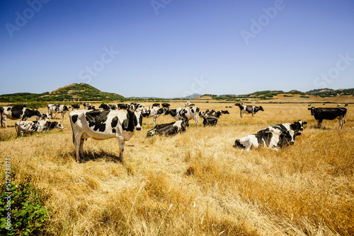 vacas frisonas, es Mercadal, Menorca, Islas Baleares, españa, europa © Tolo