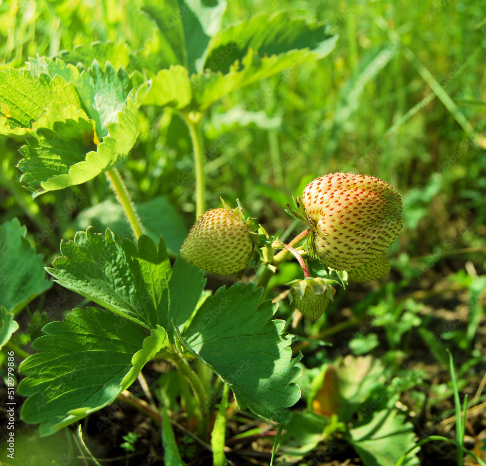 A group of unripe strawberries on the bush in the garden in the springtime A group of unripe strawberries on the bush in the garden in the springtime