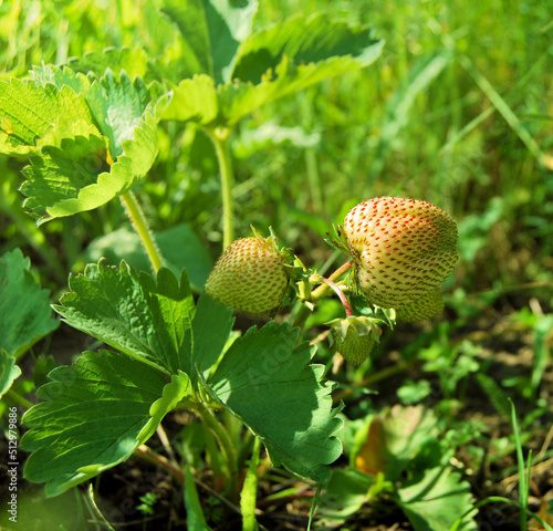 A group of unripe strawberries on the bush in the garden in the springtime