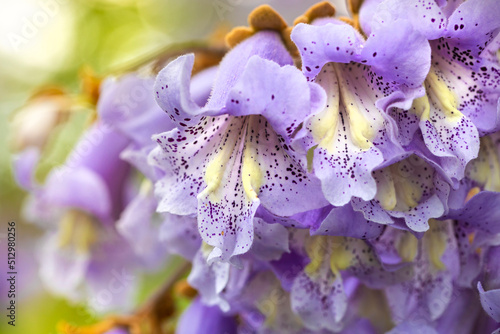 a tree blooming with purple flowers