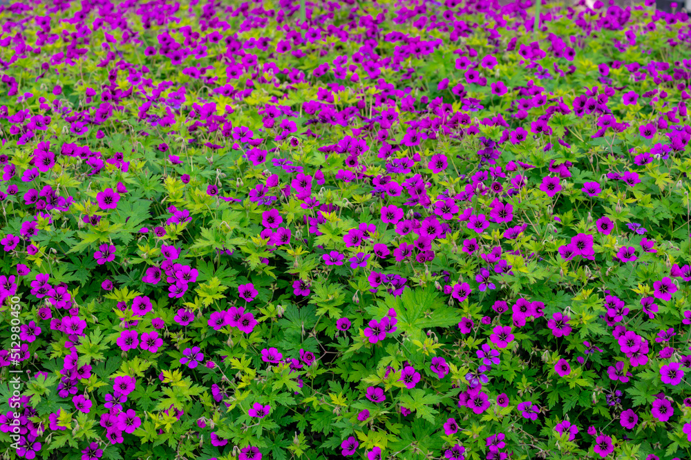 Fototapeta premium Selective focus of violet Geranium psilostemon flower in the garden, The wild geranium is a perennial plant native to woodland in eastern North America, Nature floral pattern background.
