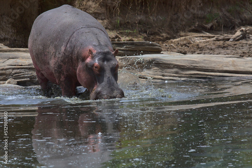 massive wild hippo wades into rock pool creating ripples and splashes in the water, masai mara, kenya