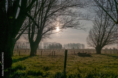 Landscape shot of a tree-lined landscape in east Flanders  belgium