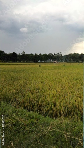 green rice paddies in paddy fields on a beautiful afternoon