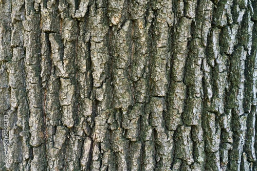 oak bark texture