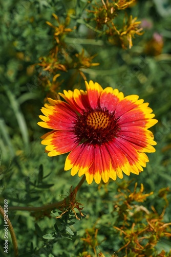 Indian blanket flower in the park