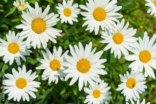 Blooming daisies in the park