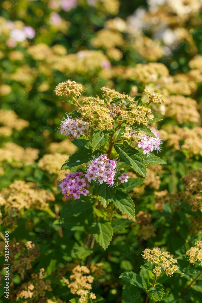 summer flowers in the flower bed summer flowers in the flower bed