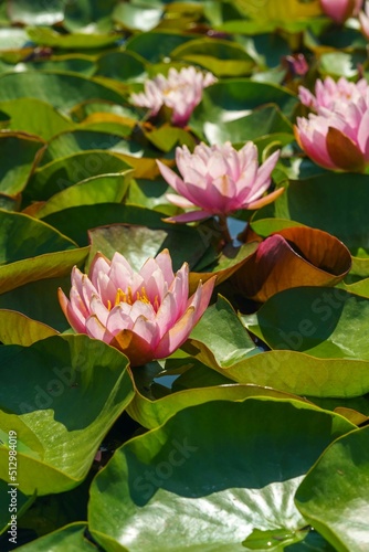 Lotus flower in water