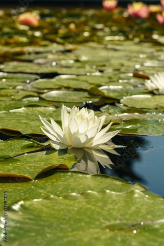 Lotus flower in water