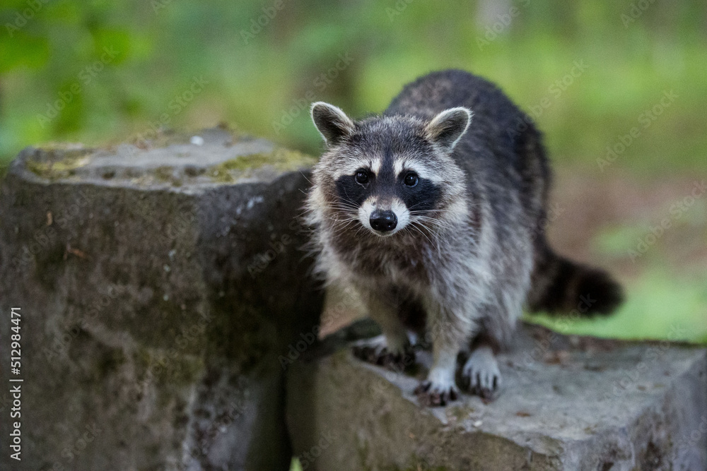 weiblicher Waschbär im Bergpark Kassel - Bad Wilhelmshöhe