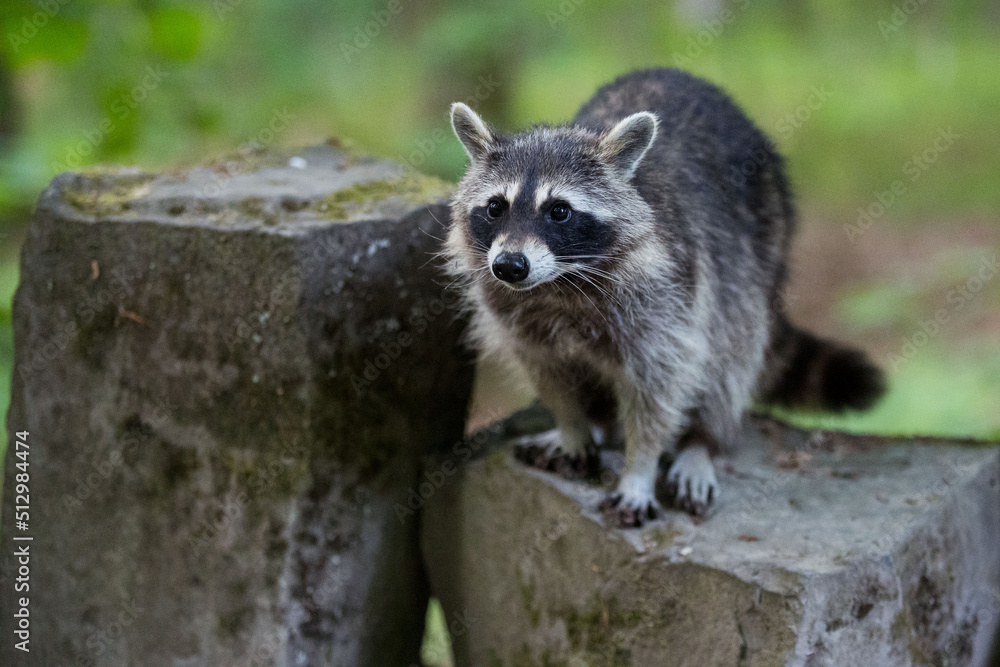 Fototapeta premium weiblicher Waschbär im Bergpark Kassel - Bad Wilhelmshöhe
