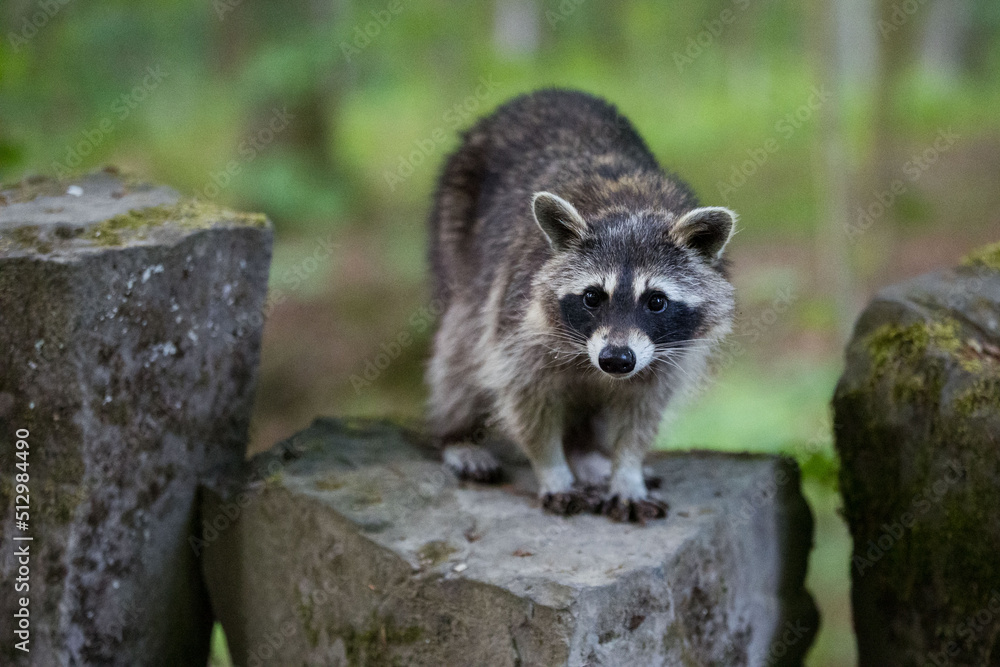 Fototapeta premium weiblicher Waschbär im Bergpark Kassel - Bad Wilhelmshöhe
