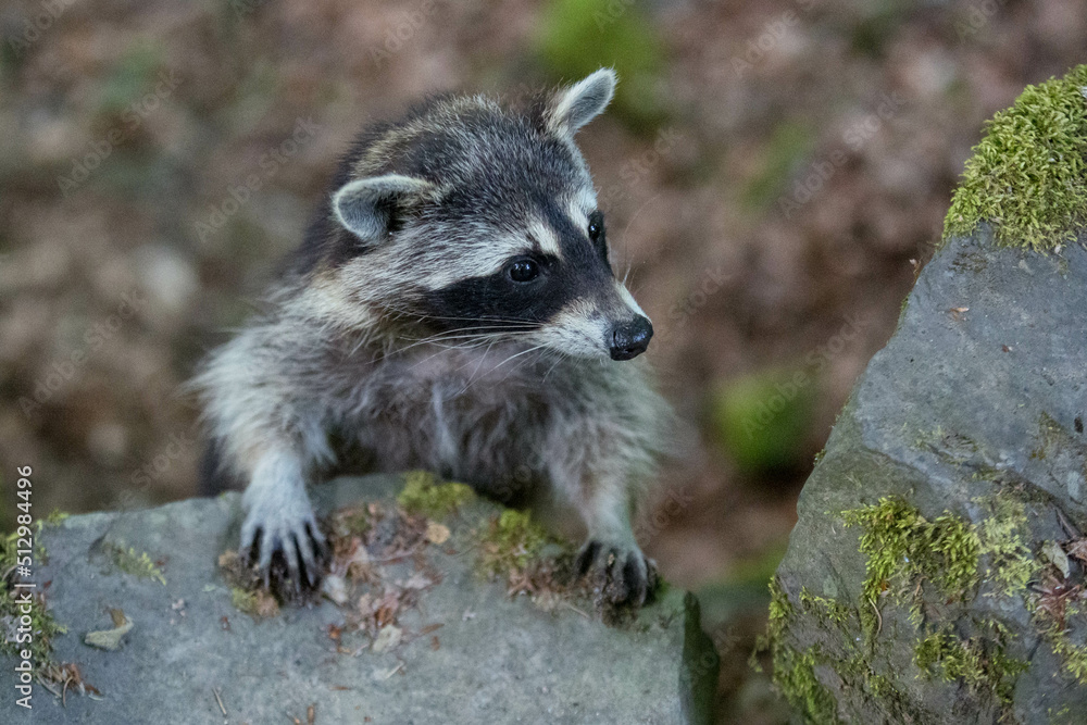 Naklejka premium weiblicher Waschbär im Bergpark Kassel - Bad Wilhelmshöhe