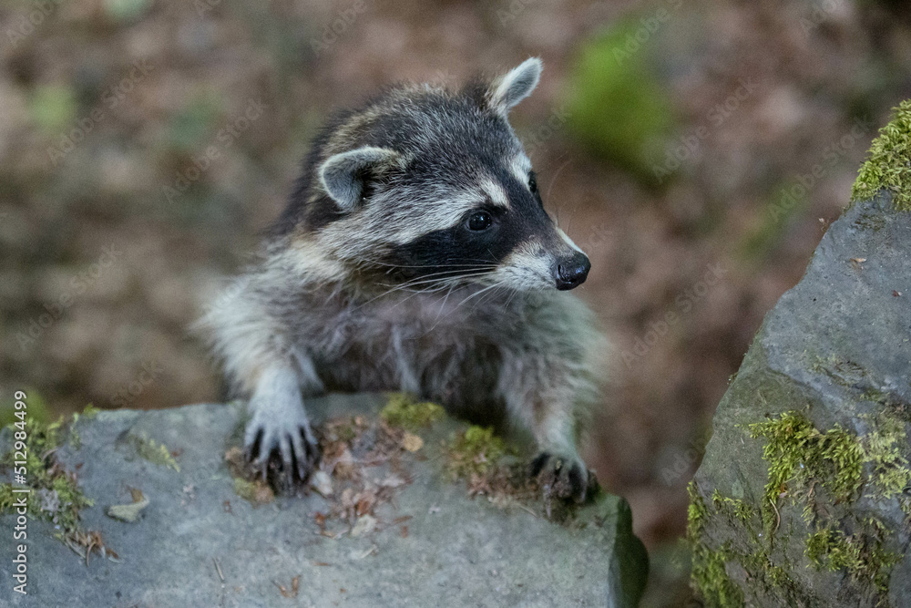 weiblicher Waschbär im Bergpark Kassel - Bad Wilhelmshöhe weiblicher Waschbär im Bergpark Kassel - Bad Wilhelmshöhe