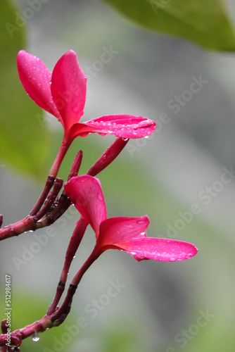 pink magnolia flower © harto