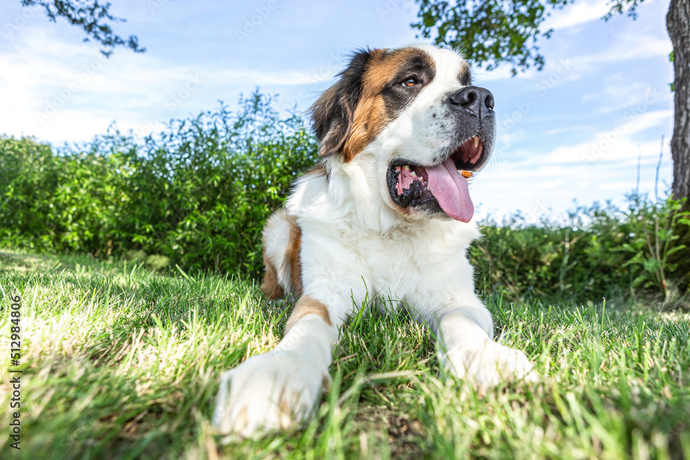 Portrait of a beautiful saint bernard dog on a meadow in summer outdoors Portrait of a beautiful saint bernard dog on a meadow in summer outdoors