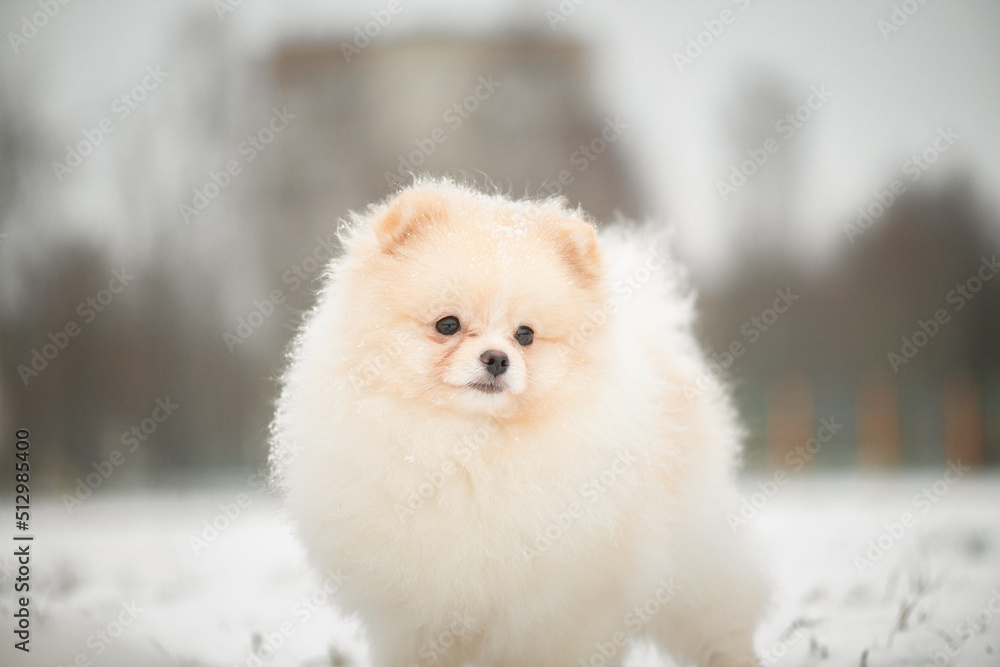 Fototapeta premium A beautiful fluffy purebred spitz walks in the park in the snow in winter.