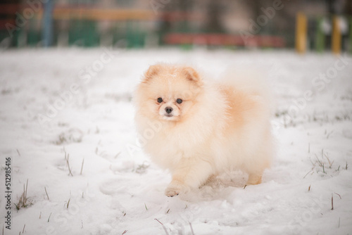 A beautiful fluffy purebred spitz walks in the park in the snow in winter. © shymar27
