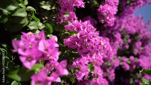lush rich color purple Bougainvillea bush with beautiful flowers. Nature vertical video flowering composition for background. summer vibes mood with bright colors. Botanical background