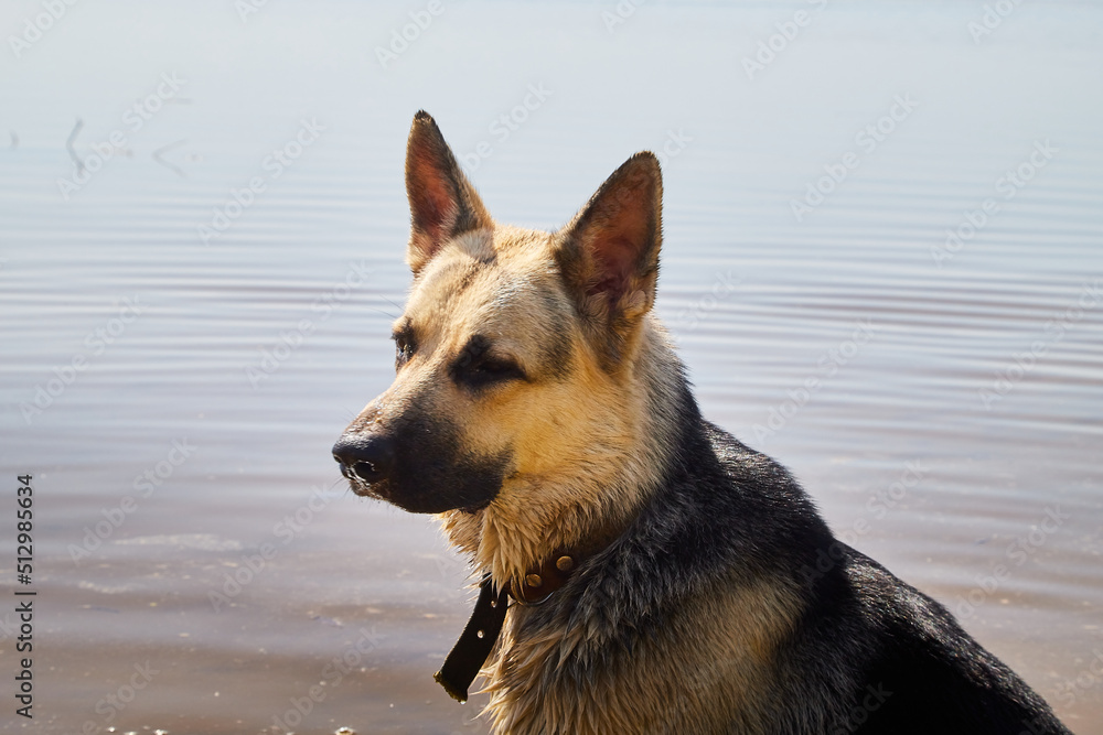 Dog German Shepherd outdoors in a sunny summer or autumn day in a water of lake, river or sea. Russian guard dog Eastern European Shepherd in nature lanscape