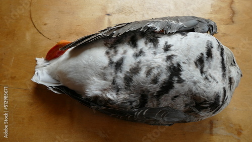 goose killed by hunters on the hunt