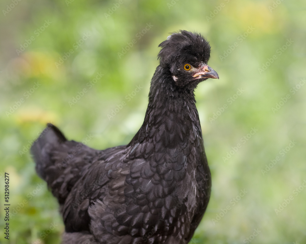 Young black Poland chicken