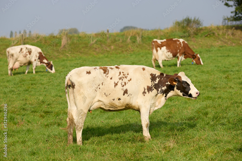 Cows in the meadow Flemish Ardennes Belgium Flanders Cows in the meadow Flemish Ardennes Belgium Flanders