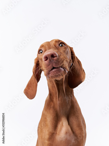 funny dog with funny muzzle. Hungarian vizsla on a white background