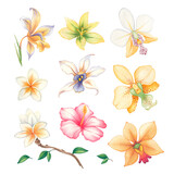 Set of watercolor flowers on isolated background. Plumeria, orchid and hibiscus, rose. Illustration for the design of wedding invitations, greeting cards, decor.