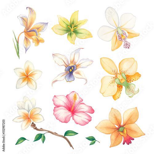 Set of watercolor flowers on isolated background. Plumeria  orchid and hibiscus  rose. Illustration for the design of wedding invitations  greeting cards  decor.