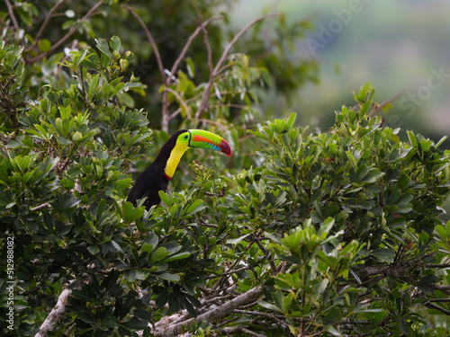 Keel-billed Toucan perched on tree branch in Panama