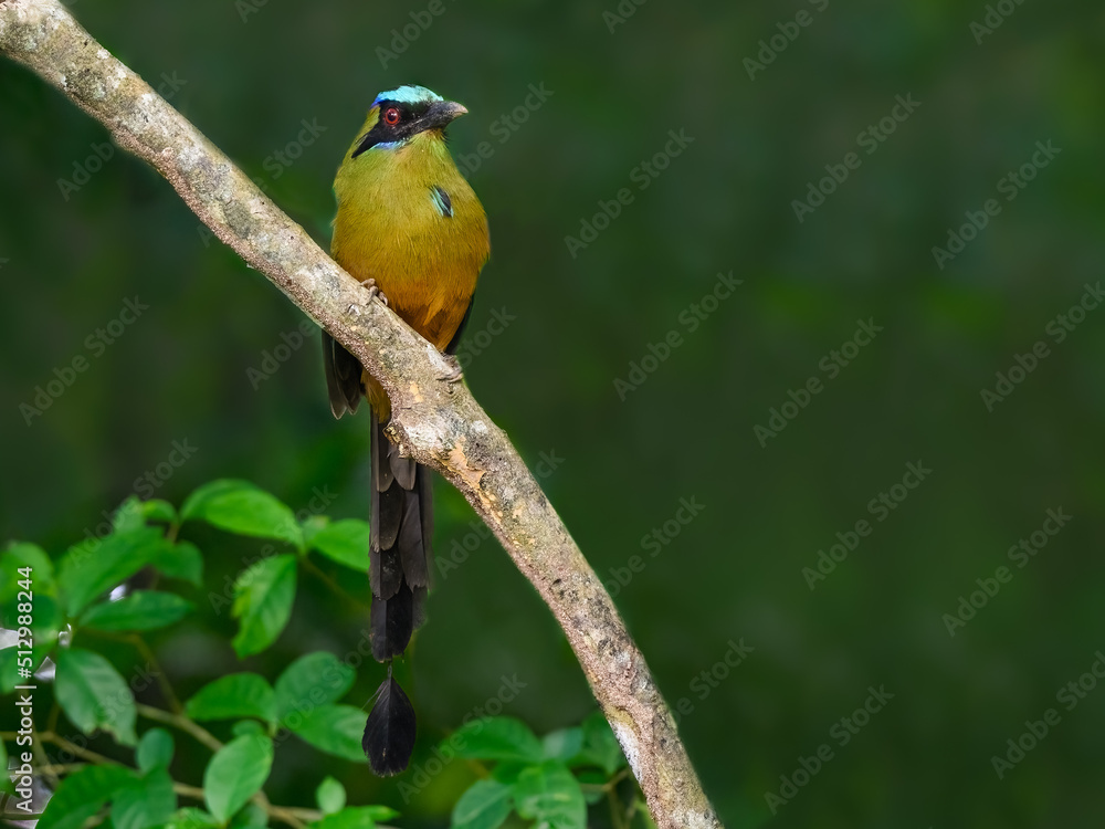 Fototapeta premium Whooping Motmot perched on tree branch