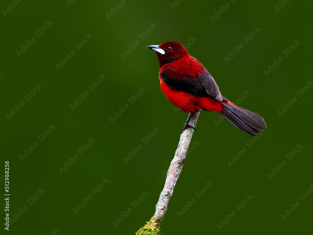 Crimson-backed Tanager perched on a tree branch on green background Stock Photo | Adobe Stock