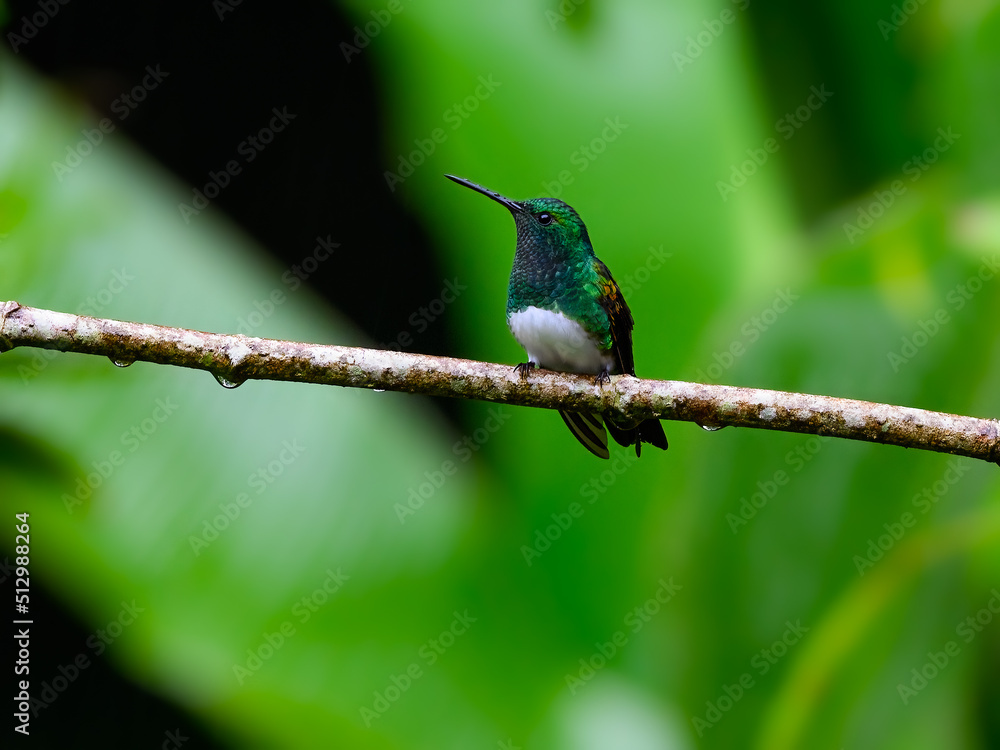 Snowy-bellied Hummingbird on green background, portrait Snowy-bellied Hummingbird on green background, portrait
