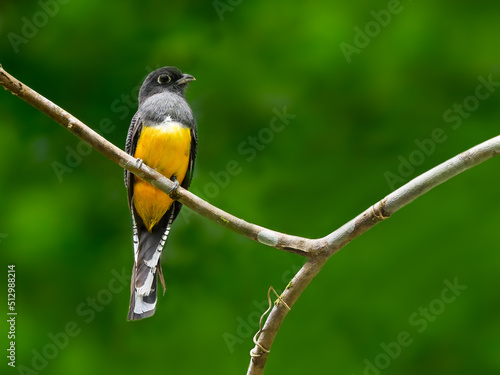 Gartered Trogon perched on tree branch on green background