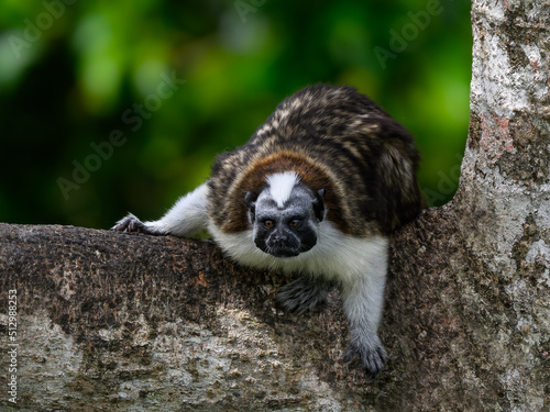 Geoffroys Tamarin resting on tree, closeup portrait photo