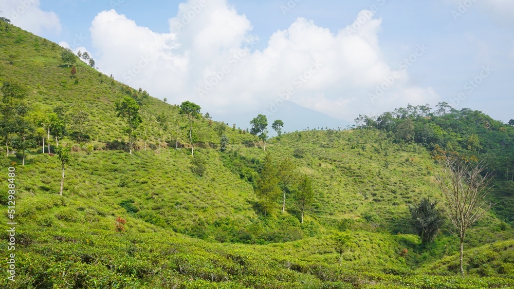 beautiful natural landscape mountains hilly nature panorama, with forest of tall green trees and green slopes under cloudy blue sky in daytime