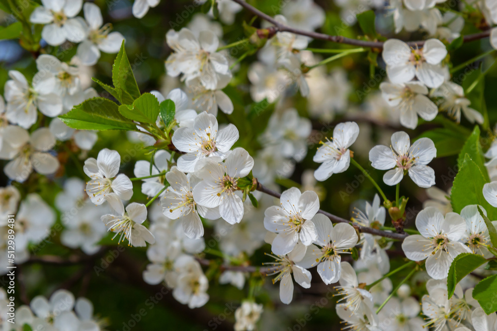 Blooming cherry tree in the spring garden. Close up of white flowers on a tree. Spring background Blooming cherry tree in the spring garden. Close up of white flowers on a tree. Spring background