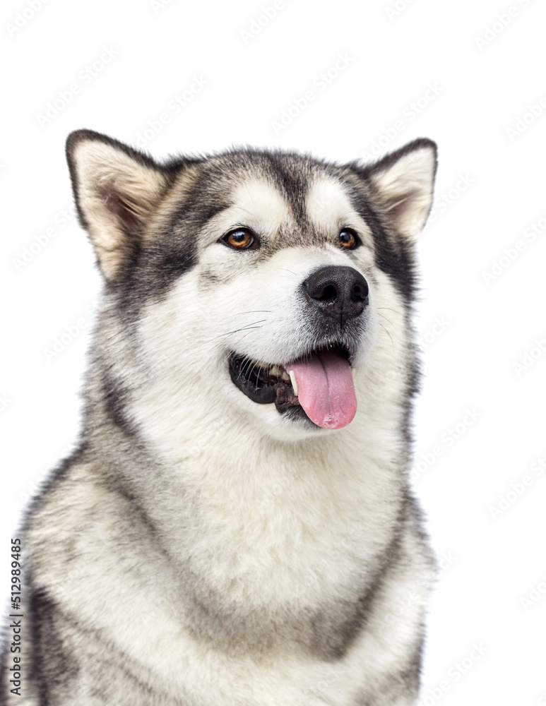 dog portrait with tongue isolated breed alaskan malamute