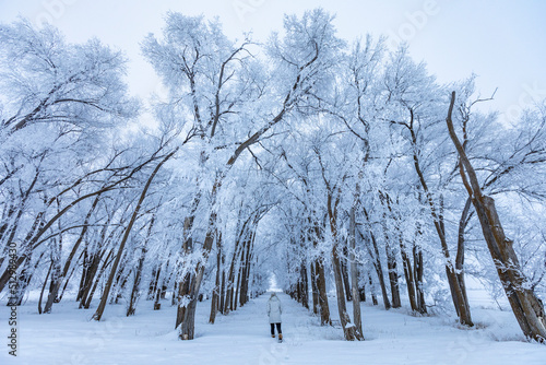 Wallpaper Mural USA, Idaho, Bellevue, Woman walking into grove of frosty trees Torontodigital.ca