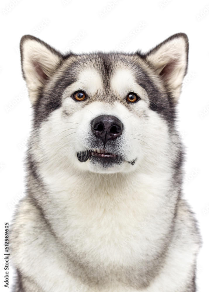 dog growls breed Alaskan Malamute