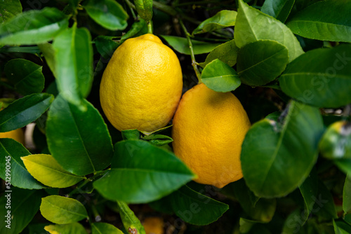 Close-up of ripe Meyer lemons on tree