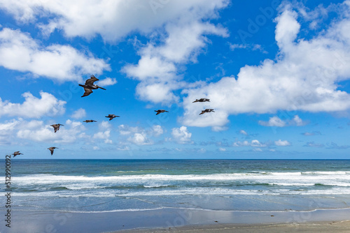 Flock of pelicans flying along beach photo