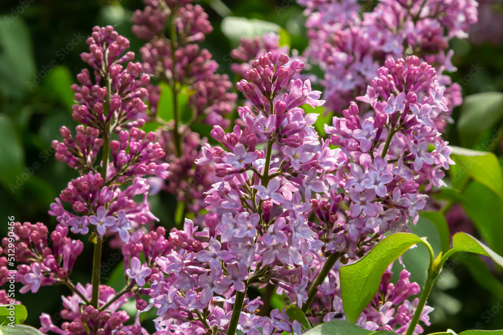 A branch of lilac lilac on a background of green leaves. Spring A branch of lilac lilac on a background of green leaves. Spring