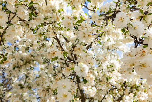 Close up of cherry blossom