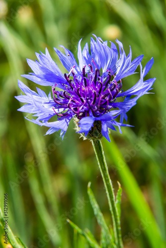 Cornflower  Centaurea cyanus  Asteraceae. Cornflower Herb or bachelor button flower in garden