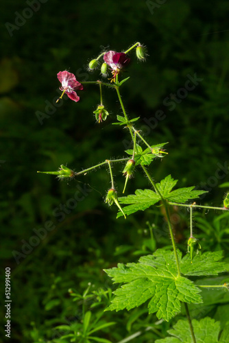 Geranium phaeum, commonly called dusky cranes bill, mourning widow or black widow, is a herbaceous plant species in the family Geraniaceae. Flowers of dusky crane's-bill, Geranium phaeum, macro