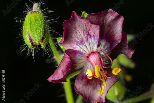 Geranium phaeum, commonly called dusky cranes bill, mourning widow or black widow, is a herbaceous plant species in the family Geraniaceae. Flowers of dusky crane's-bill, Geranium phaeum, macro